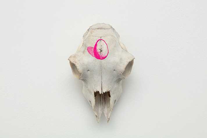A photograph showing a sun-bleached greyish lambs skull against a white wall. On the top of the forehead of the skull, in bright fluorescent pink paint, an egg with its shadow behind it has been painted.