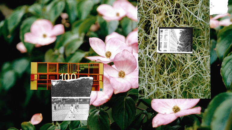 Configuration of images including pink petals, green leaves overlaid with archive images 